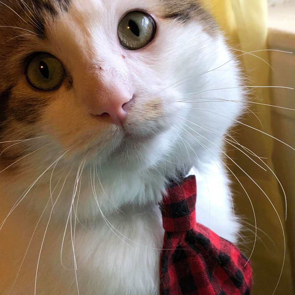 Meet your Posher, Sandra